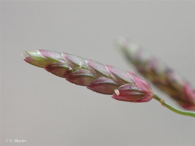 <i>Eragrostis minor</i> Host, 1809 © 