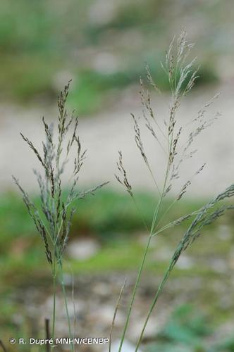 <i>Eragrostis virescens</i> J.Presl, 1830 © R. Dupré MNHN/CBNBP