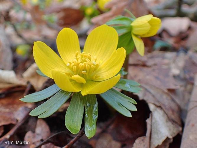 <i>Eranthis hyemalis</i> (L.) Salisb., 1807 © 