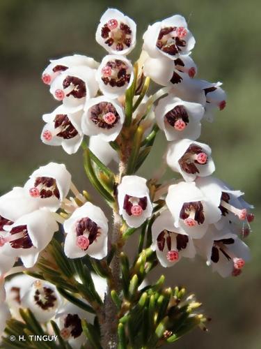 <i>Erica arborea</i> L., 1753 © H. TINGUY