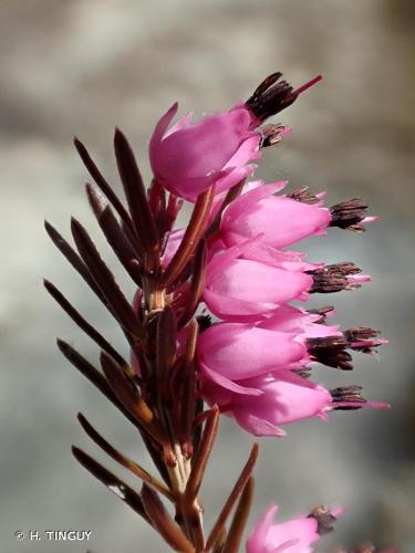 <i>Erica carnea</i> L., 1753 [nom. cons.] © H. TINGUY