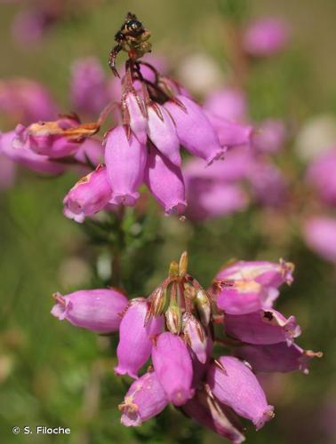 <i>Erica cinerea</i> L., 1753 © S. Filoche