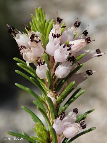 <i>Erica multiflora</i> L., 1753 © H. TINGUY