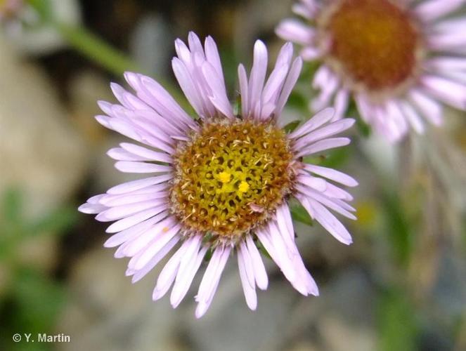 <i>Erigeron alpinus</i> L., 1753 © 