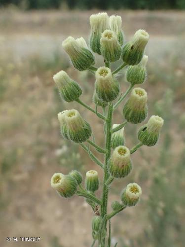 <i>Erigeron bonariensis</i> L., 1753 © H. TINGUY