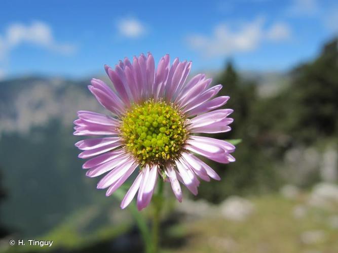 <i>Erigeron glabratus</i> Hoppe & Hornsch. ex Bluff & Fingerh., 1825 © H. Tinguy