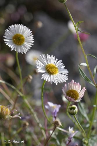 <i>Erigeron karvinskianus</i> DC., 1836 © O. Nawrot