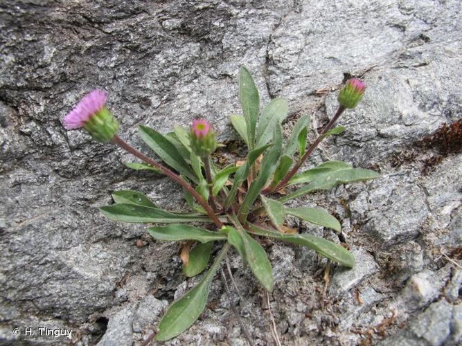 <i>Erigeron schleicheri</i> Gremli, 1886 © H. Tinguy