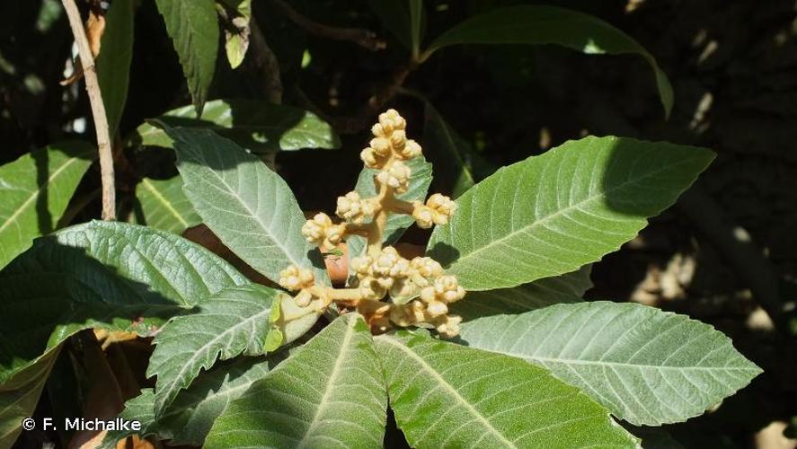 <i>Eriobotrya japonica</i> (Thunb.) Lindl., 1821 © F. Michalke