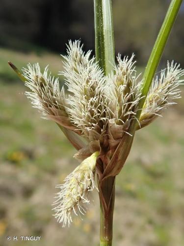 <i>Eriophorum angustifolium</i> Honck., 1782 © H. TINGUY