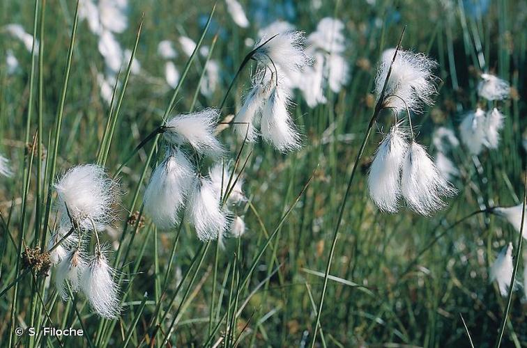 <i>Eriophorum latifolium</i> Hoppe, 1800 © S. Filoche