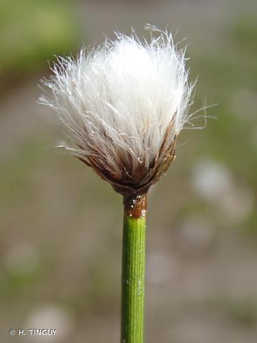 <i>Eriophorum scheuchzeri</i> Hoppe, 1800 © H. TINGUY