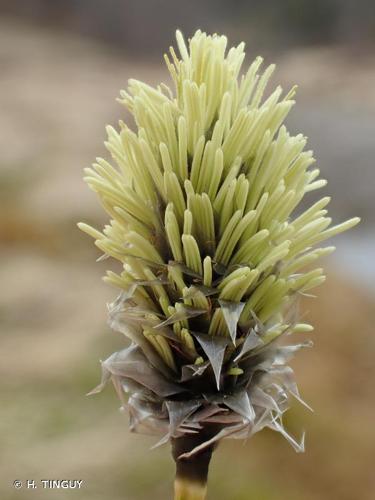 <i>Eriophorum vaginatum</i> L., 1753 © H. TINGUY