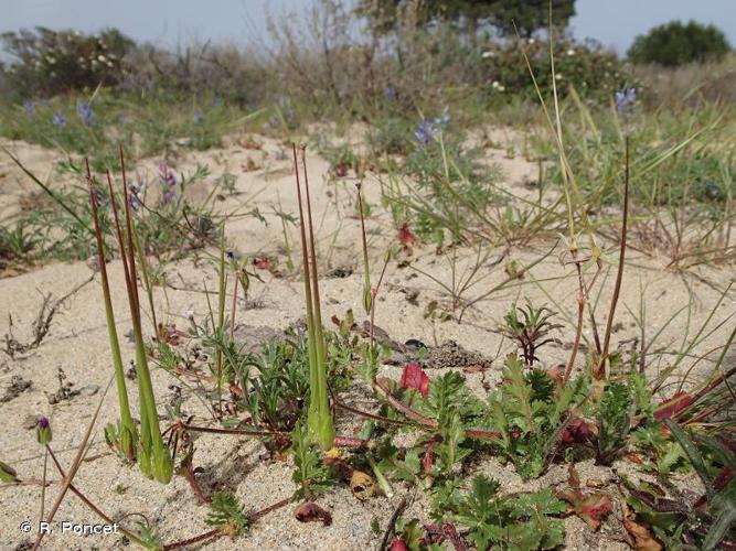 <i>Erodium botrys</i> (Cav.) Bertol., 1817 © R. Poncet