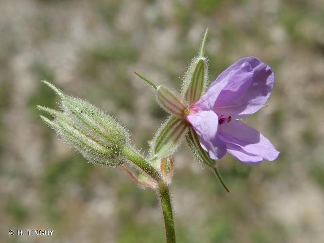 <i>Erodium ciconium</i> (L.) L'Hér., 1789 © H. TINGUY