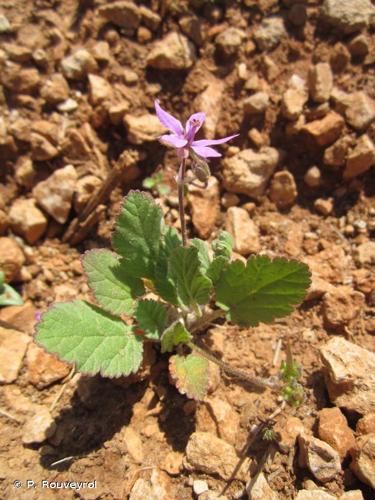 <i>Erodium malacoides</i> (L.) L'Hér., 1789 © P. Rouveyrol