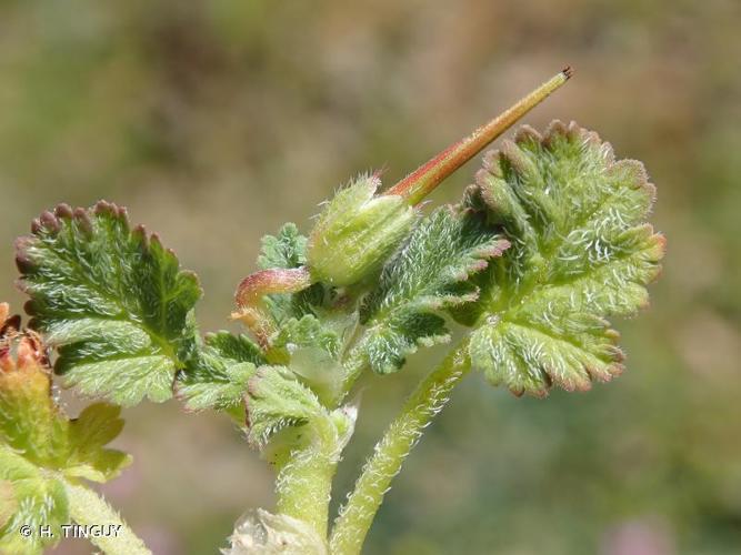 <i>Erodium maritimum</i> (L.) L'Hér., 1789 © H. TINGUY