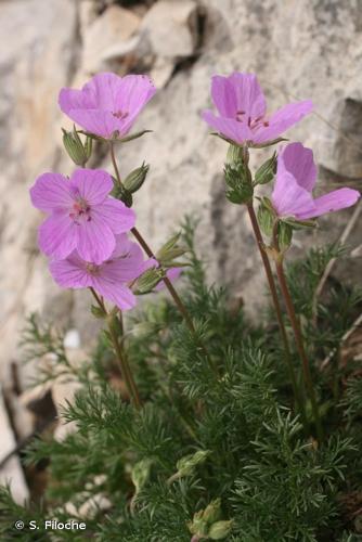 <i>Erodium rodiei</i> (Braun-Blanq.) Poirion, 1964 © S. Filoche