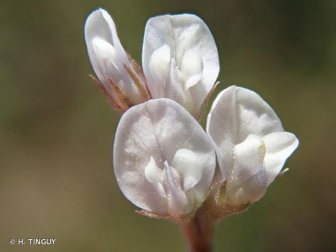 <i>Ervilia hirsuta</i> (L.) Opiz, 1852 © H. TINGUY