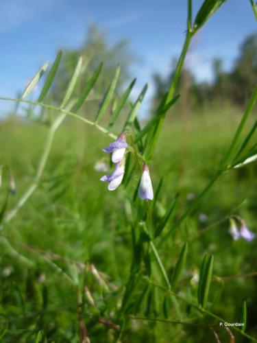 <i>Ervum tetraspermum</i> L., 1753 © P. Gourdain