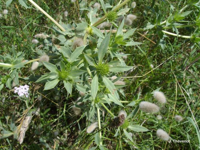 <i>Eryngium campestre</i> L., 1753 © J. Thévenot