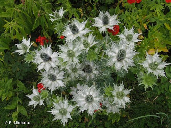 <i>Eryngium giganteum</i> M.Bieb., 1808 © F. Michalke