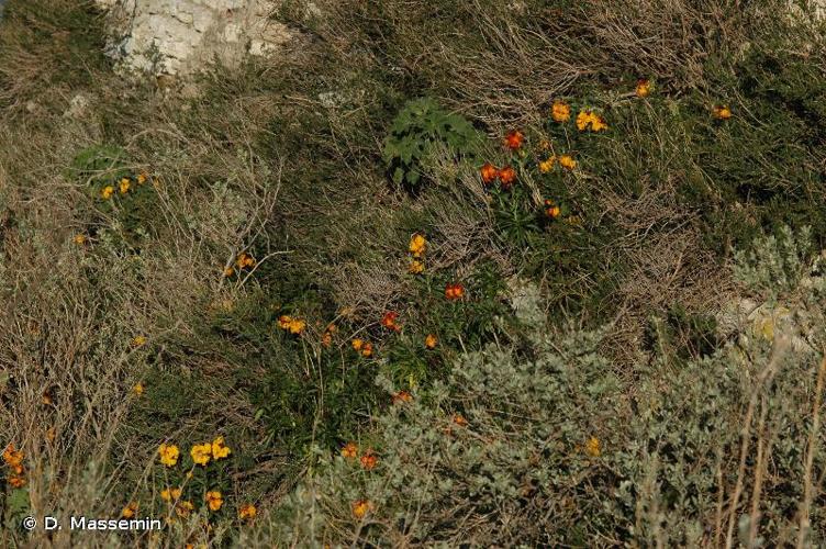 <i>Erysimum cheiri</i> (L.) Crantz, 1769 © D. Massemin