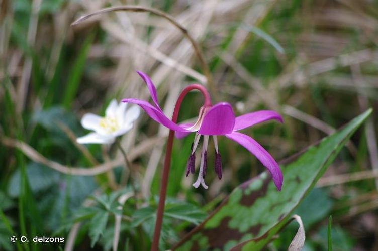 <i>Erythronium dens-canis</i> L., 1753 © O. delzons