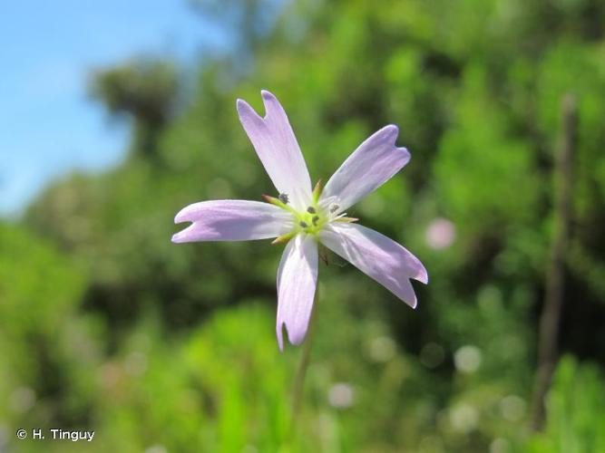 <i>Eudianthe laeta</i> (Aiton) Rchb. ex Willk., 1853 © H. Tinguy