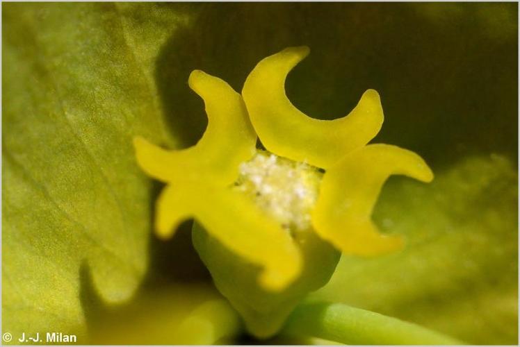 <i>Euphorbia amygdaloides</i> L., 1753 © 