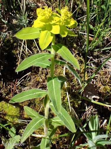 <i>Euphorbia canutii</i> Parl., 1869 © H. TINGUY