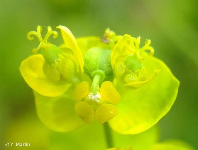 <i>Euphorbia cyparissias</i> L., 1753 © 