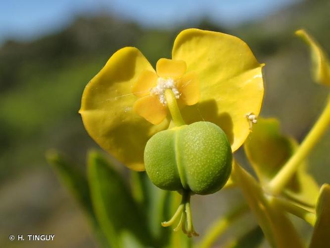 <i>Euphorbia dendroides</i> L., 1753 © H. TINGUY