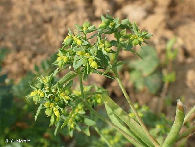 <i>Euphorbia exigua</i> L., 1753 © Y. Martin