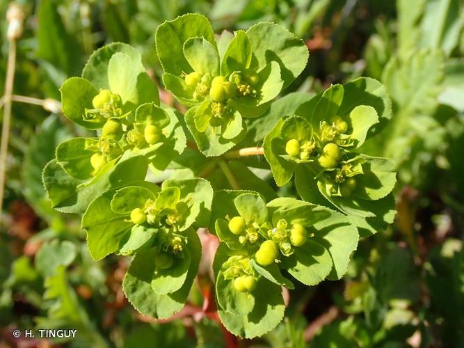 <i>Euphorbia helioscopia</i> L., 1753 © H. TINGUY