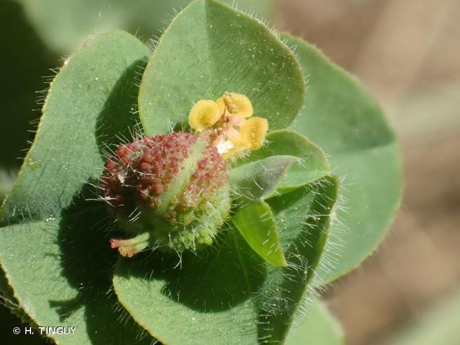 <i>Euphorbia hirsuta</i> L., 1759 © H. TINGUY