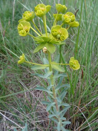 <i>Euphorbia nicaeensis</i> All., 1785 © P. Rouveyrol