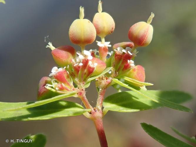 <i>Euphorbia nutans</i> Lag., 1816 © H. TINGUY