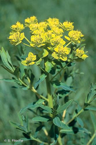 <i>Euphorbia palustris</i> L., 1753 © S. Filoche