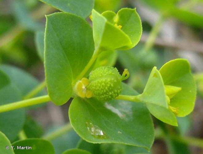 <i>Euphorbia platyphyllos</i> L., 1753 © Y. Martin