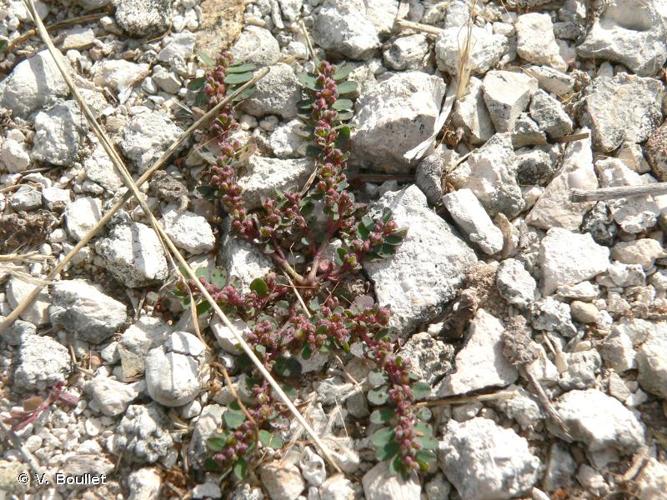 <i>Euphorbia prostrata</i> Aiton, 1789 © V. Boullet