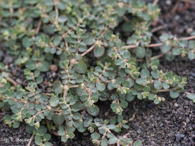 <i>Euphorbia serpens</i> Kunth, 1817 © V. Boullet