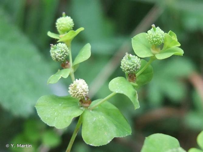 <i>Euphorbia stricta</i> L., 1759 © Y. Martin