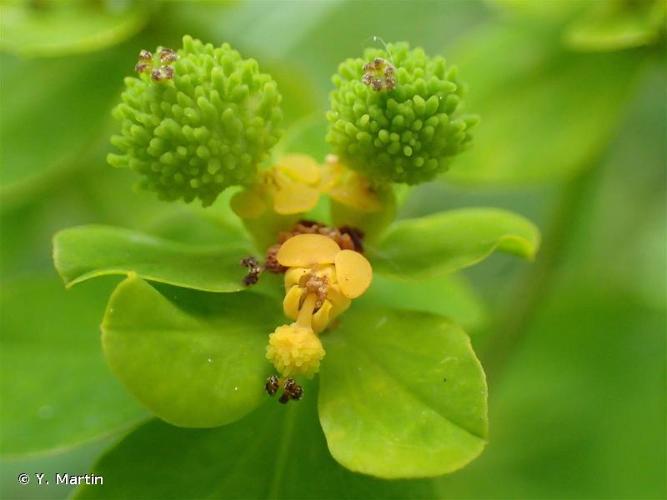 <i>Euphorbia verrucosa</i> L., 1753 © Y. Martin