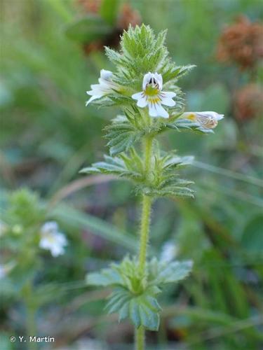 <i>Euphrasia hirtella</i> Jord. ex Reut., 1856 © Y. Martin