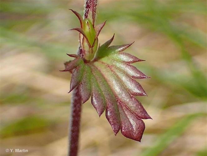 <i>Euphrasia stricta</i> D.Wolff ex J.F.Lehm., 1809 © 