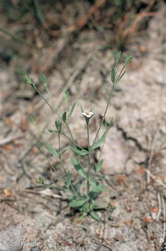 <i>Exaculum pusillum</i> (Lam.) Caruel, 1886 © S. Filoche