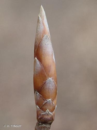 <i>Fagus sylvatica</i> L., 1753 © H. TINGUY