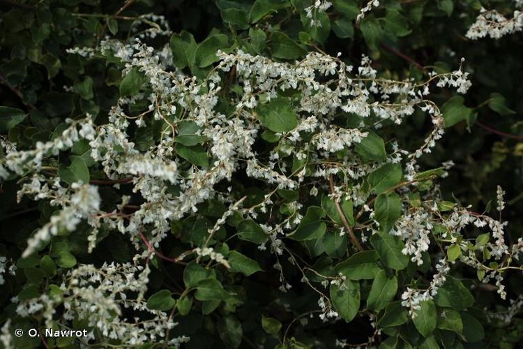 <i>Fallopia baldschuanica</i> (Regel) Holub, 1971 © O. Nawrot