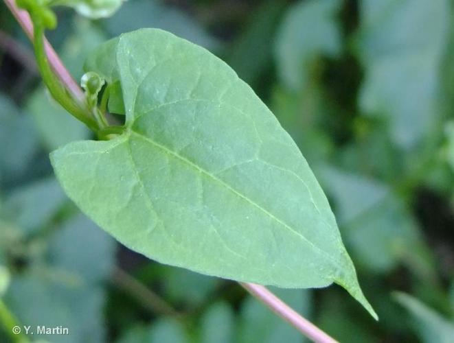 <i>Fallopia dumetorum</i> (L.) Holub, 1971 © 